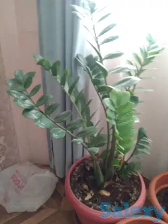 цветок долларовое дерево, фотография 1