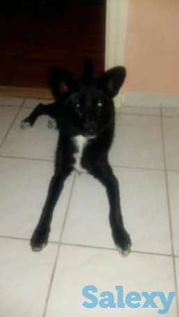 Отдам собаку, фотография 1