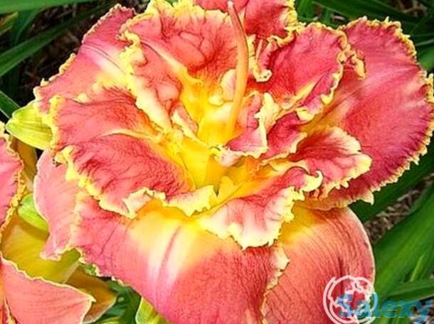 Лилейник анлок зе старс, фотография 1