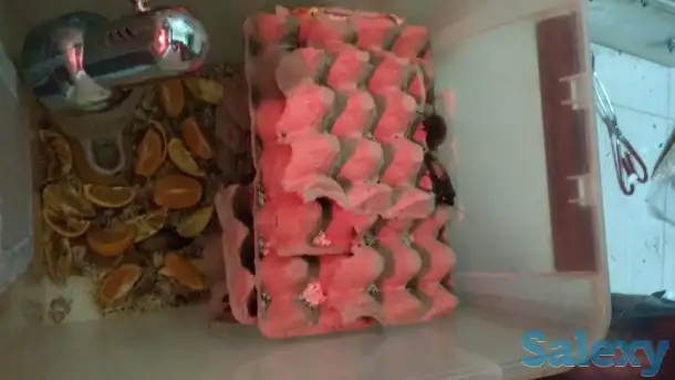 продам колонии тараканов двух видов, фотография 6