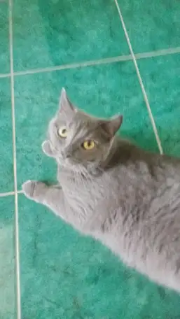 Отдам кошку в хорошие руки, фотография 2