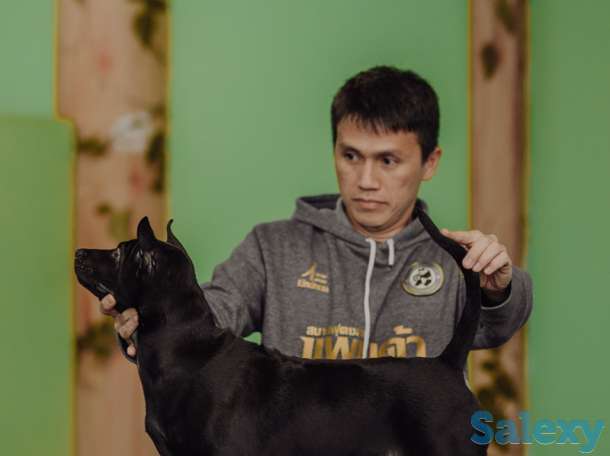 Щенки Тайского риджбека, фотография 5