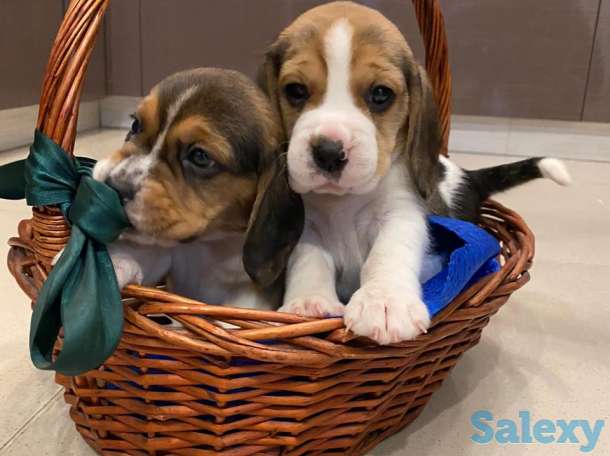 Бигль, фотография 4