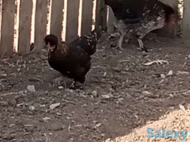 Карликовые куры Бентамки, фотография 1