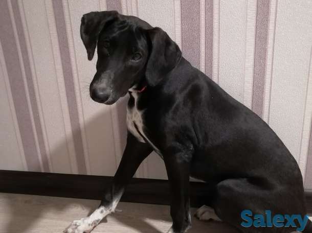 Отдам в добрые руки, фотография 5