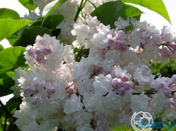 Сирень красавица москвы, фотография 1