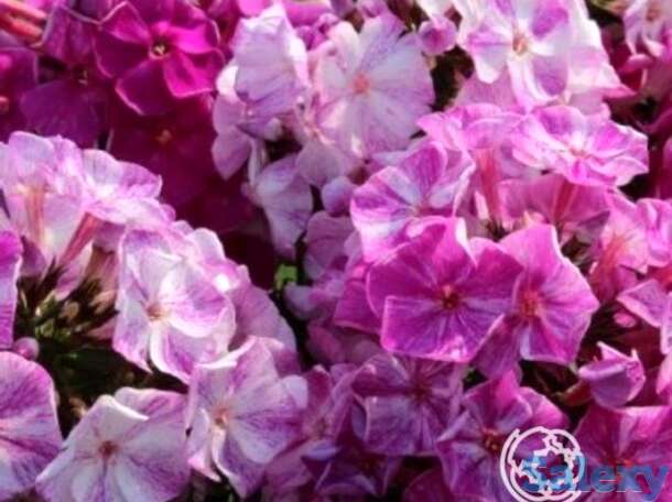 Флокс метельчатый фрикли пепл шейдес, фотография 1