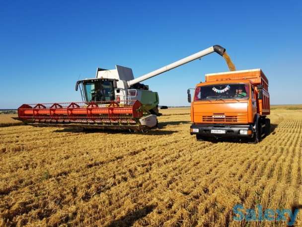 пшеница  оптом  от  5000тонн., фотография 6