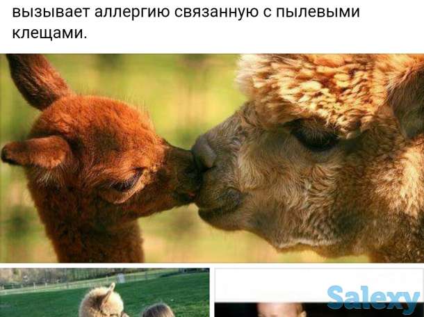 Все из шерсти Альпака, фотография 2