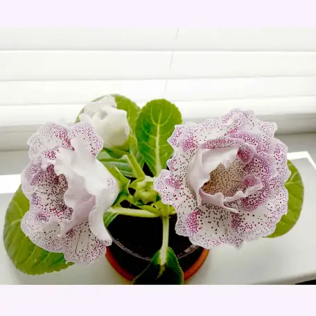 Глоксинии. Комнатные цветы., фотография 2