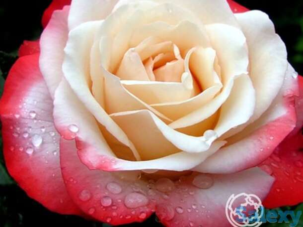 Роза ностальжи чайно-гибридная, тантау, фотография 1