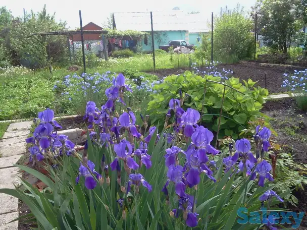 Садовый участок в ПСТ Локомотив в р-н рынка  Золотая чаша, фотография 6