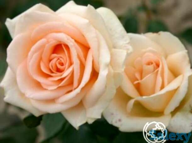 Роза Мунсун чайно-гибридная, фотография 1