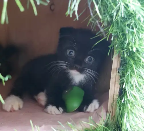 Продам красивых котят шотландской вислоухой породы, фотография 2