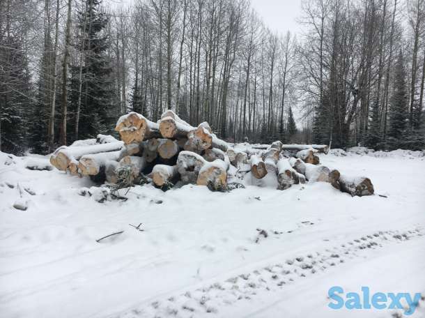 Продам хлыст пихтача, пиломатериал, кругляк лес круг, фотография 4