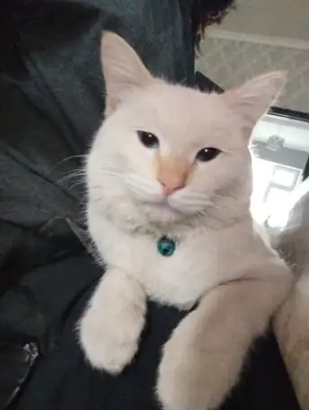 Пропал кот. Мкр. Тассай, г. Шымкент, фотография 2