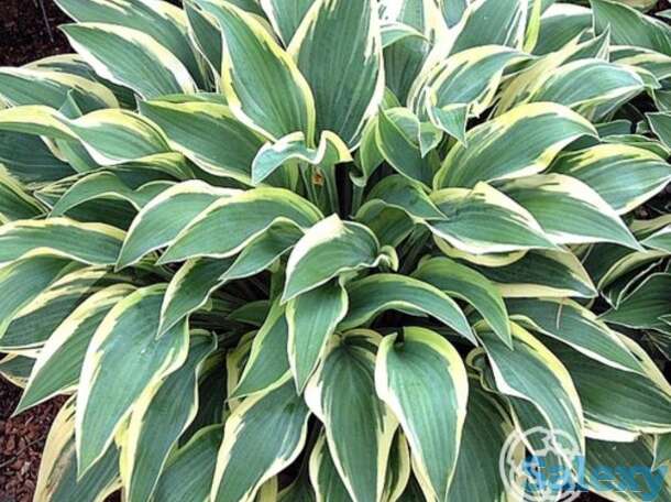 Хоста бобкет (sm), фотография 1