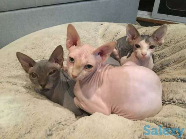 Красивые котята сфинксов, фотография 2