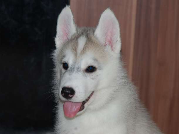 Шикарные щенки с породного питомника Alyaska Road, фотография 2