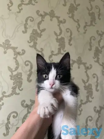 Отдам котенка в добрые руки, фотография 1