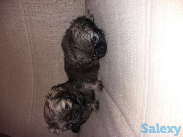 Продам щенков пекинеса, фотография 1