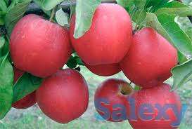 Саженец яблони Гала ММ 106, фотография 1