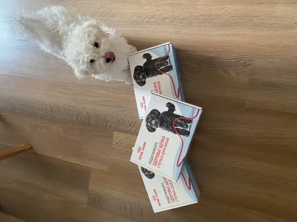 Щенки Бишон фризе, фотография 3