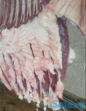 Продаётся мясо конина из Тараза, фотография 1