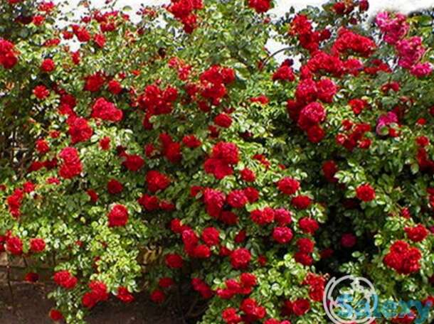 Роза Калонетта плетистая, фотография 1