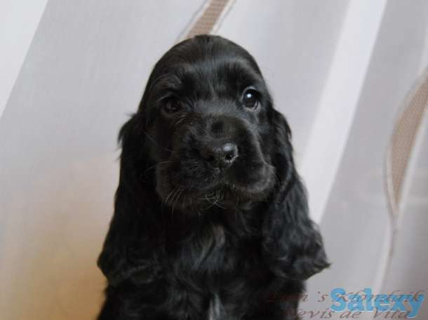 Английский кокер спаниель щенки, фотография 1