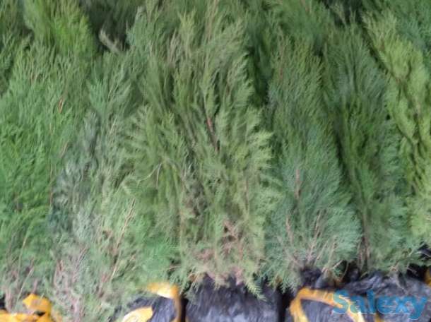 Саженцы -Туя 0,8 - 1 м, фотография 1