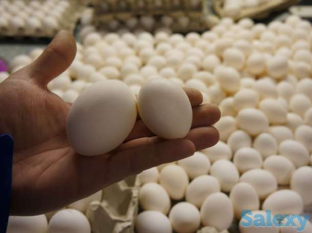 Яйца оптом от производителя, фотография 2