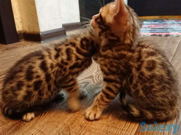 Продам котят. Порода Бенгал, фотография 2