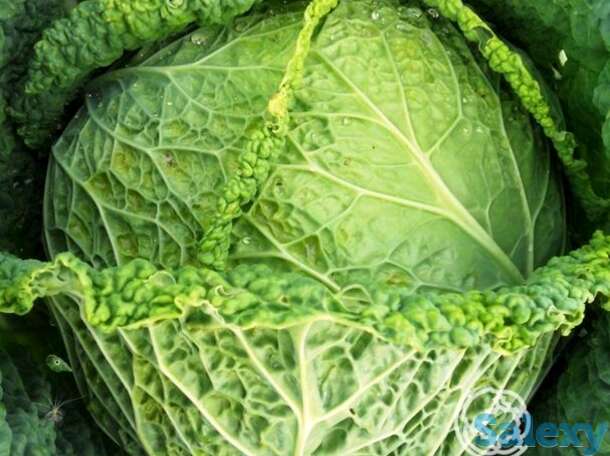 Семена Капуста б/к Савойская Петровна 0.3г, фотография 1