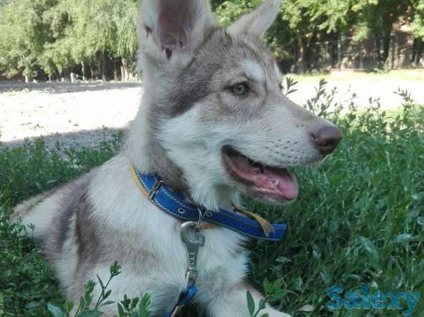 Щенки собаки Сарлоса (Saarloos Wolfdogs), фотография 5