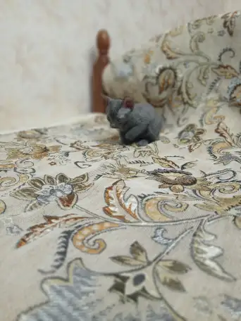 Велюровые, донские красавцы сфинксы, ждут своих хозяев!!!, фотография 4