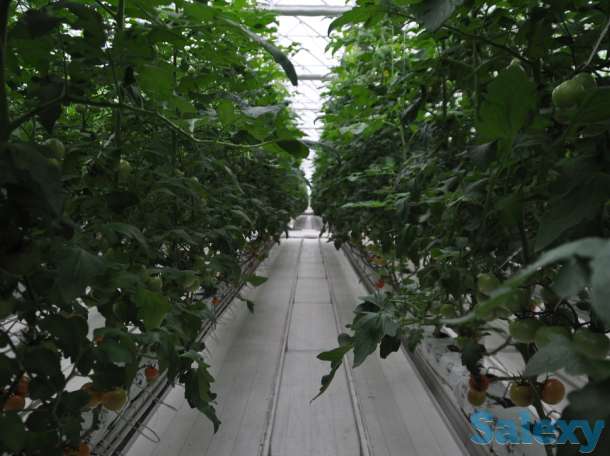 Современная турецкая теплица под ключ. Есть 4 варианта теплицы., фотография 8