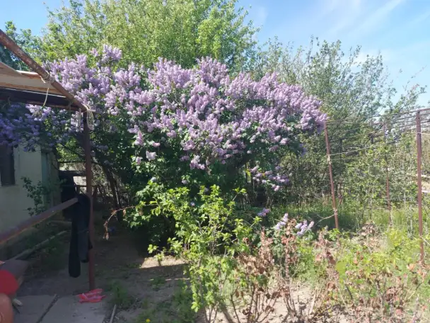 Сдаётся в аренду дача для посадки урожая, с. Томарлы, с.о. Проектировщик., фотография 2