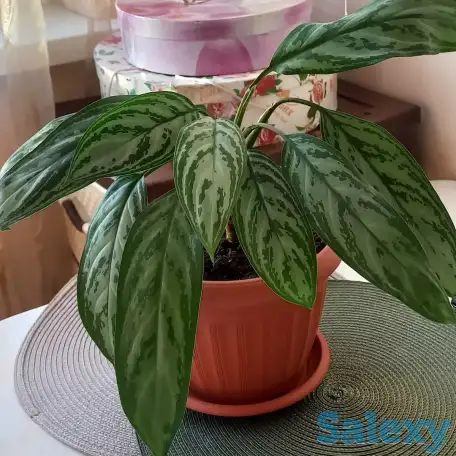 Продам комнатные цветы, фотография 3