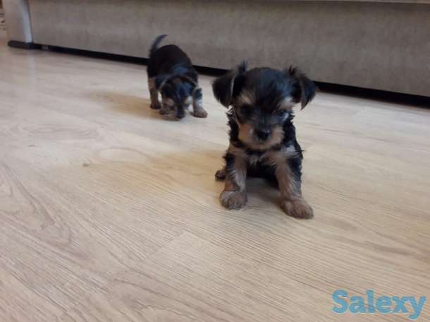 Очаровательные щенки йорка, фотография 1