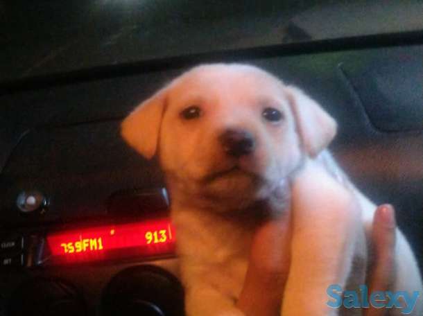 Продам  лабрадора, фотография 2