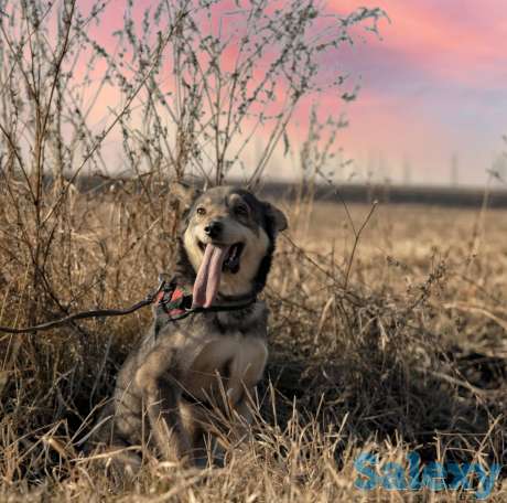 Отдам собаку, фотография 11