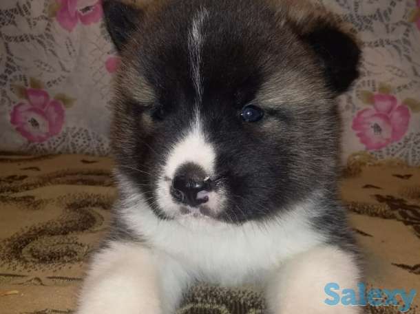 Продаются щенки Американской Акиты!, фотография 7