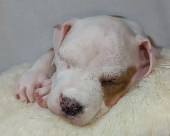 Американский стаффордширский терьер, фотография 7