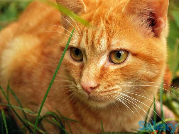 Отдам котика, фотография 1