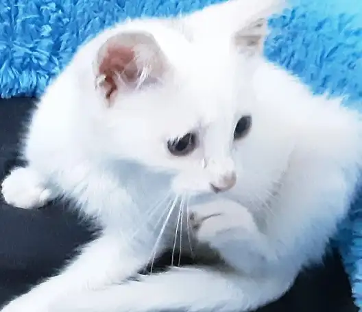 Отдам в хорошие руки котятмальчики, фотография 1