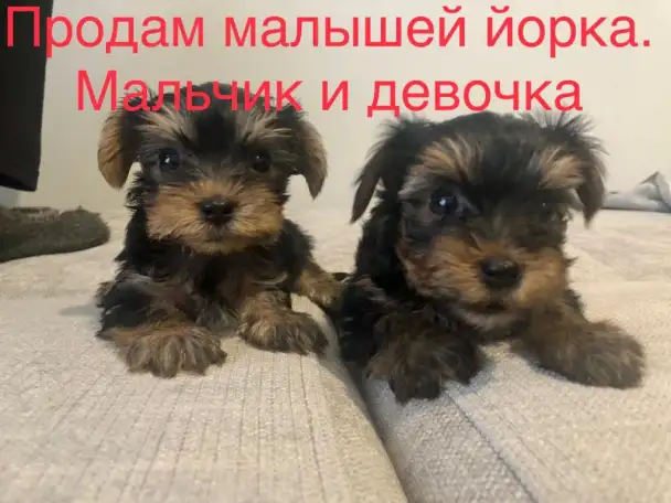Продам щенков йоркширского терьера, фотография 2
