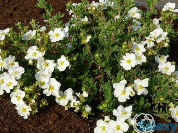 Лапчатка белла бланка, фотография 1