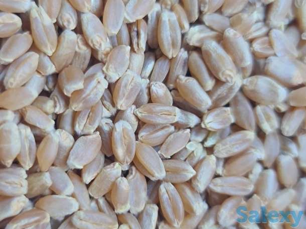 зерно/пшеница, фотография 3