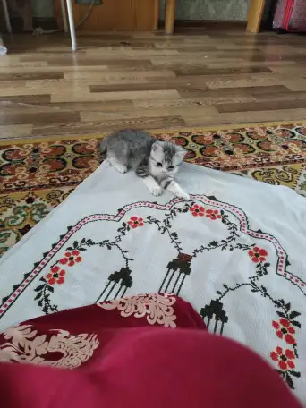 Продаю котенка мальчика,, фотография 2